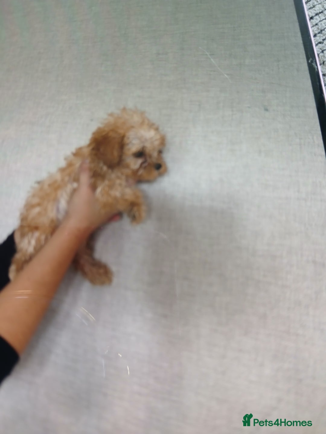Cockapoo dogs for sale: My small cockpapoo - Image 9