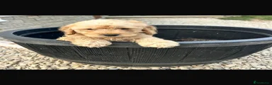 Cockapoo 4