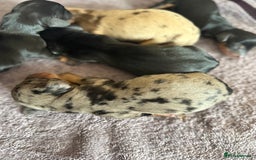 Dachshund dogs for sale: Litter of standard Dachshund  - Image 13