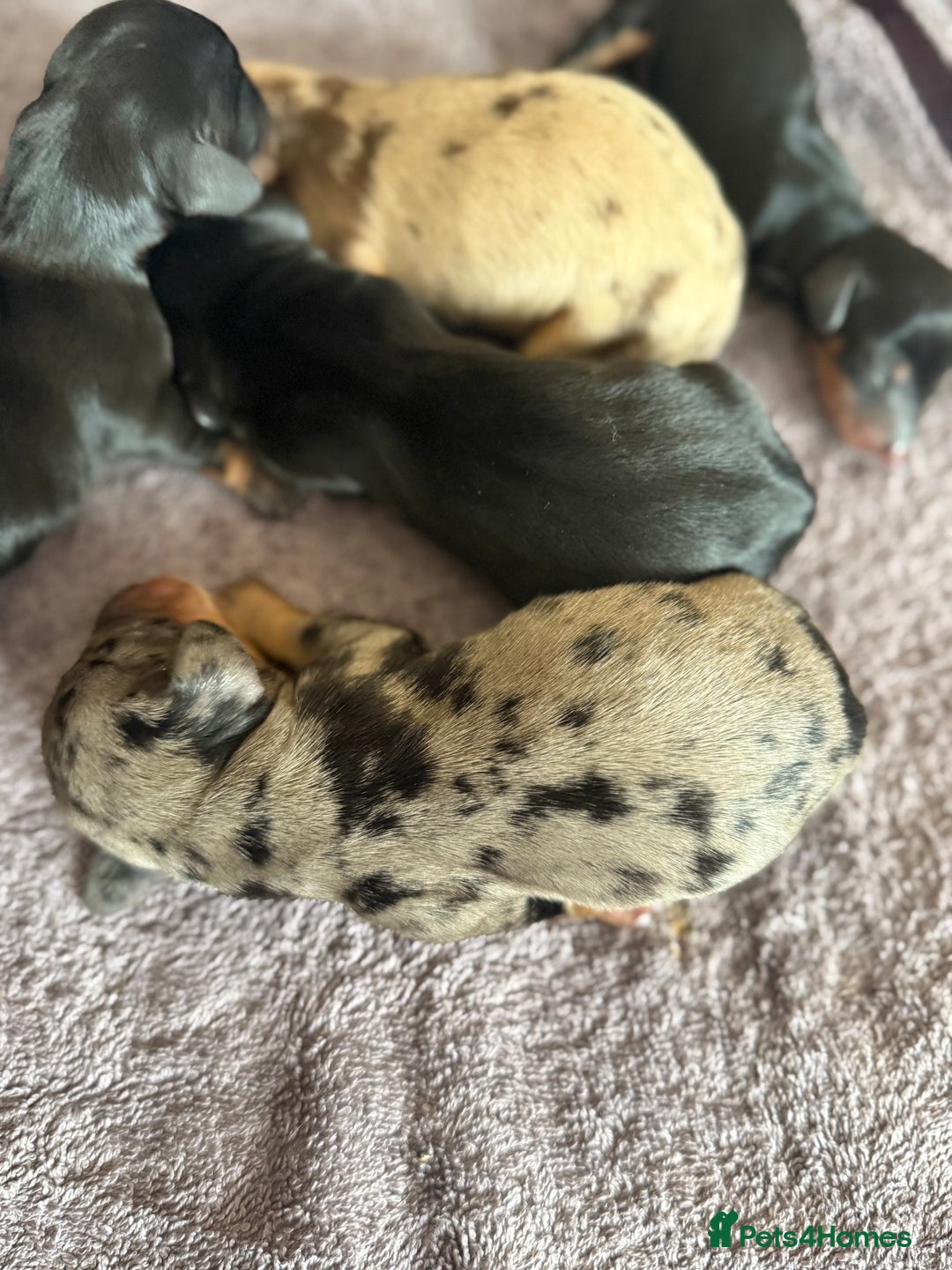 Dachshund dogs for sale: Litter of standard Dachshund  - Image 13