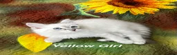 Siberian cats for sale: ❤️6 Beautiful Neva Masquerade x Ragdoll Kittens ❤️ - Advert 26