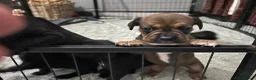 Mixed Breed dogs for sale: French bulldog x springer in Maesteg - Advert 14