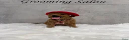 Toy Poodle dogs for sale: Asian type toy poodle  - Advert 4