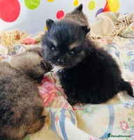 Pomeranian dogs Lovely Pomeranian puppies - Advert 7