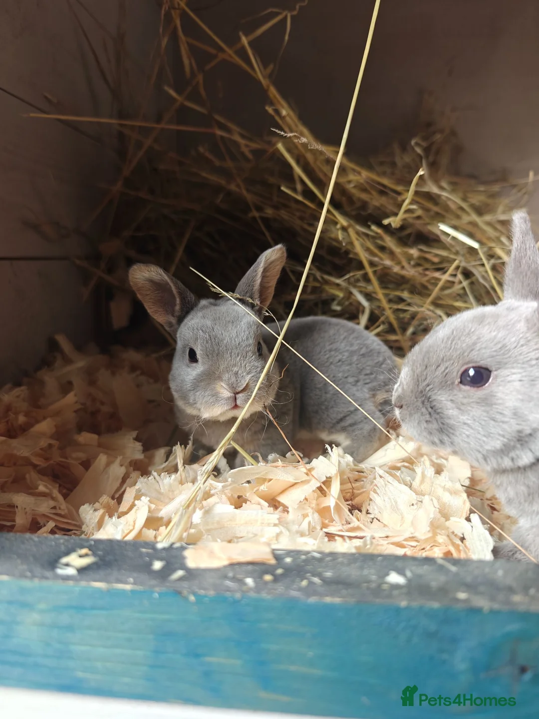Rex rabbits for sale: Mini Rex Rabbits  - Advert 29