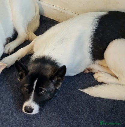 Akita dogs Lovely 1.6-Year-Old Female Akita For Rehoming 🐾 - Advert 2