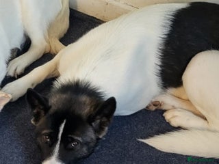 Akita dogs Lovely 1.6-Year-Old Female Akita For Rehoming 🐾 - Advert 15