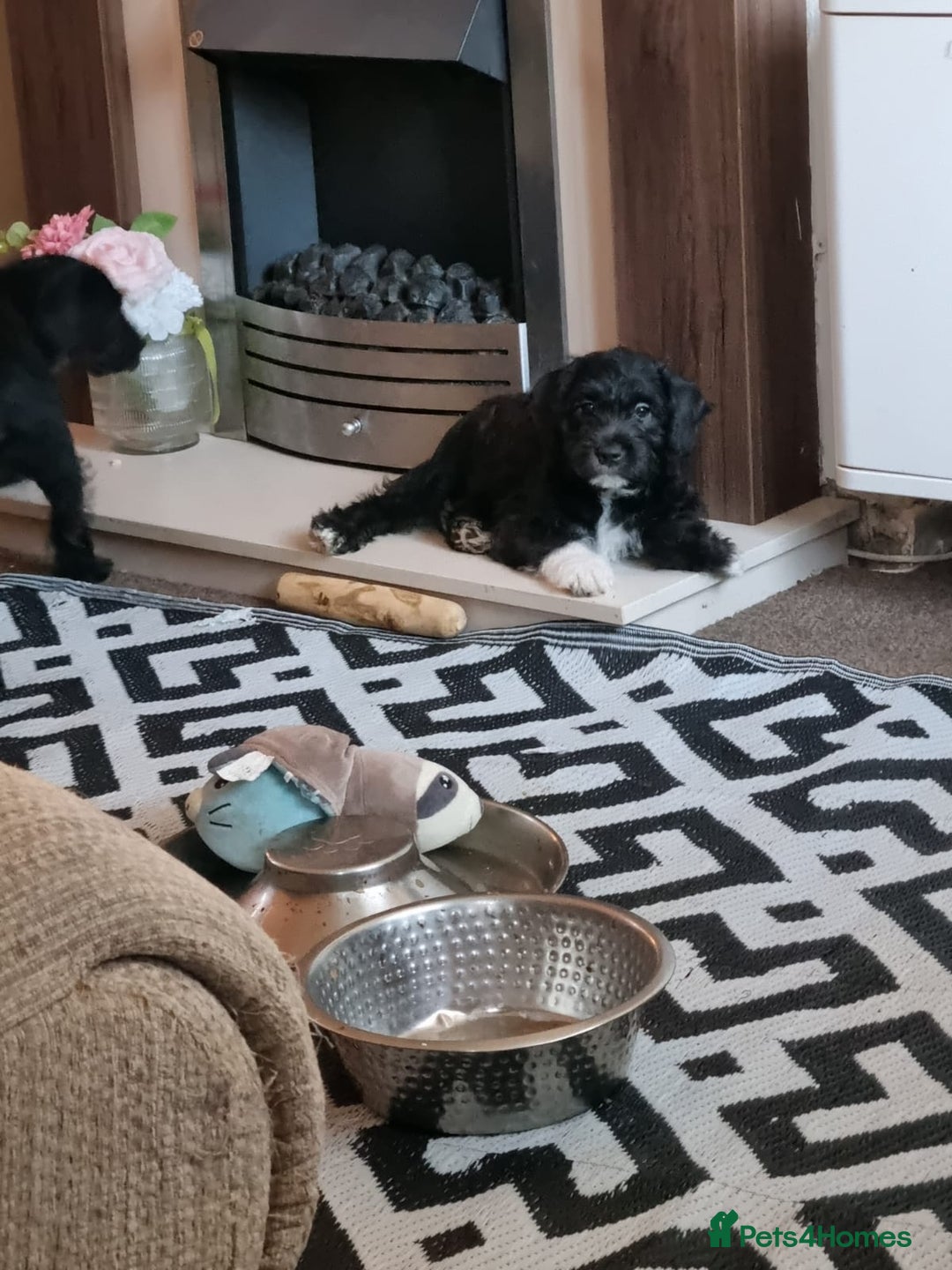 Mixed Breed dogs for sale: Staffypoo's - Advert 2