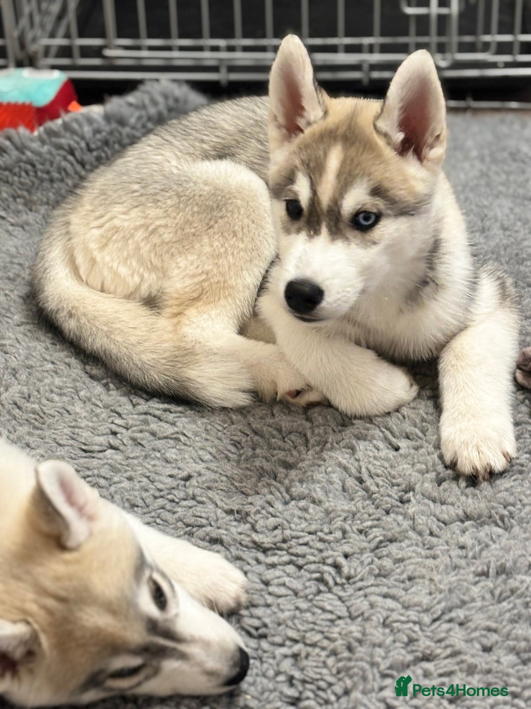 Siberian Husky dogs for sale: Beautiful Siberian Husky - Image 16