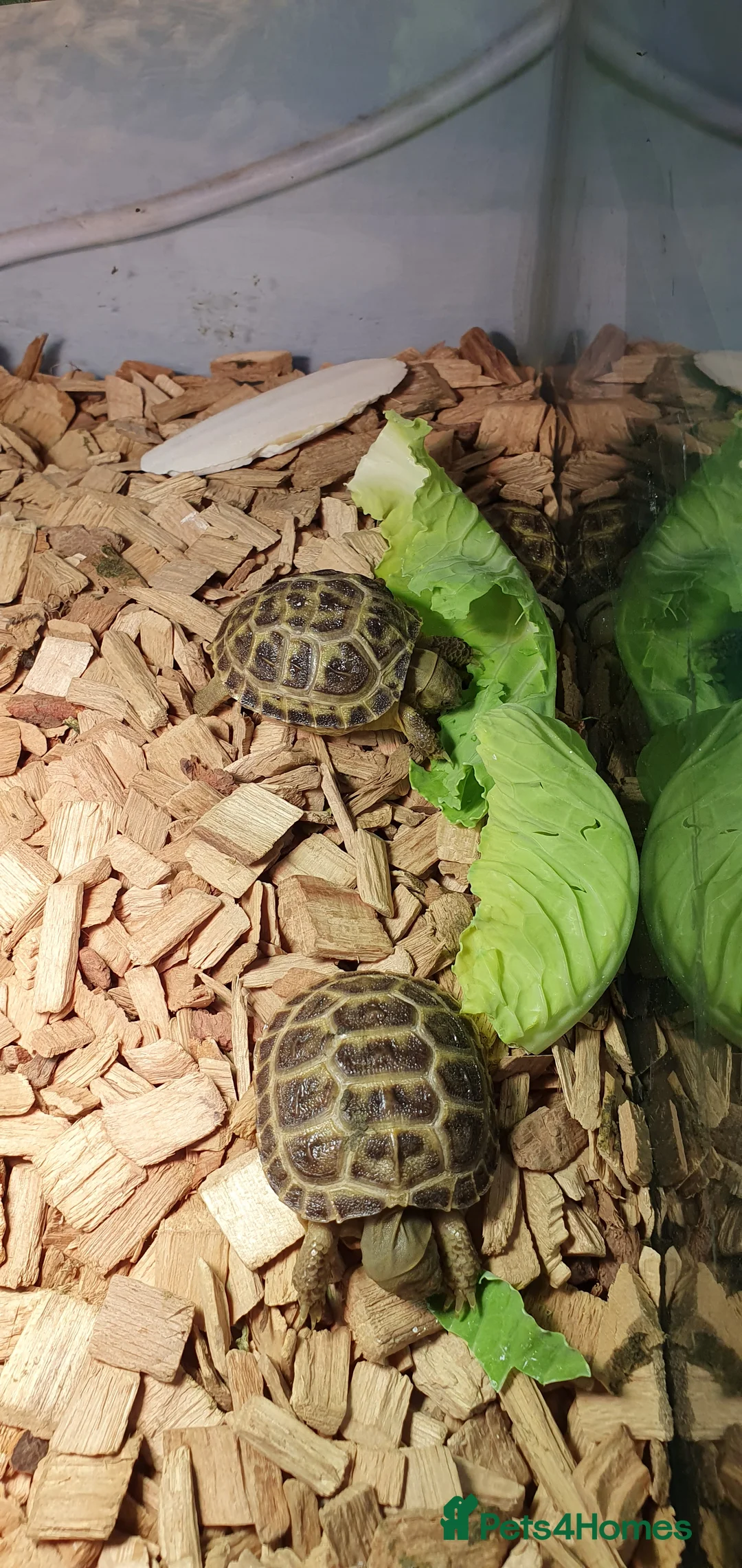 Tortoise reptiles for sale: Baby horsefield tortoise - Advert 8