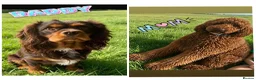 Cavapoo dogs for sale: TOP QUALITY F1 CAVAPOO BABIES! - Advert 9