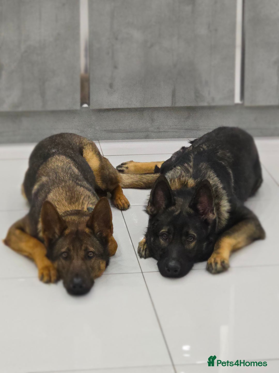 German Shepherd dogs for sale: Working line GSD pups  - Advert 7