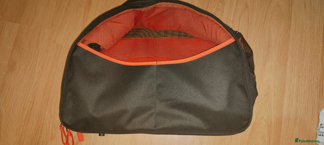 Ragdoll cats for sale: Ragdoll mix bred - Advert 10