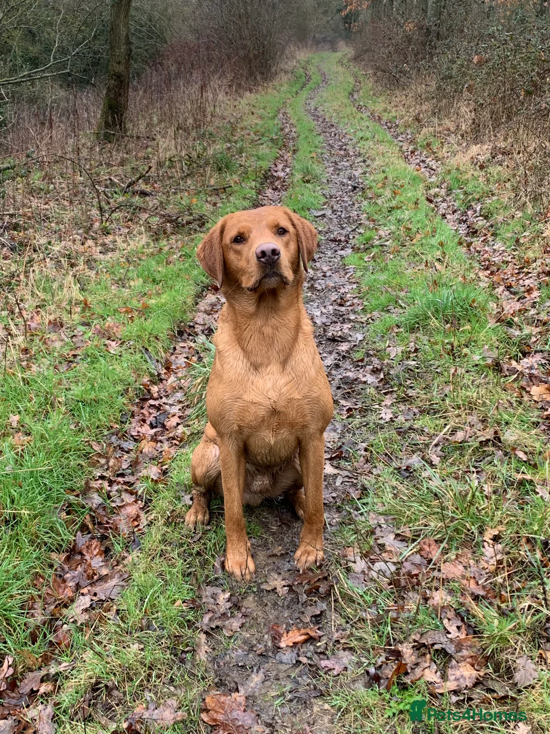 Labrador Retriever dogs for stud: Proven KC Fox Red Labrador - Fully Health Tested in Swindon - Advert 2