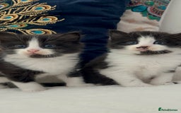 Domestic Shorthair cats for sale: Beautiful 5 tuxedo kittens available for new home. - Image 2