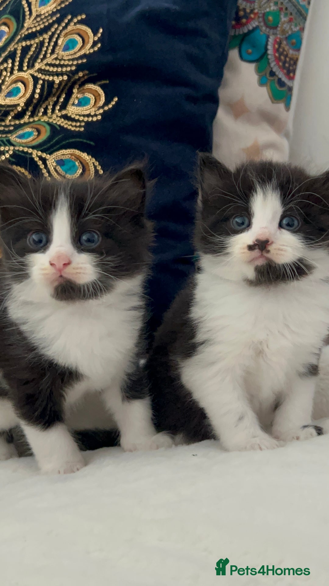 Domestic Shorthair cats for sale: Beautiful 5 tuxedo kittens available for new home. - Image 2