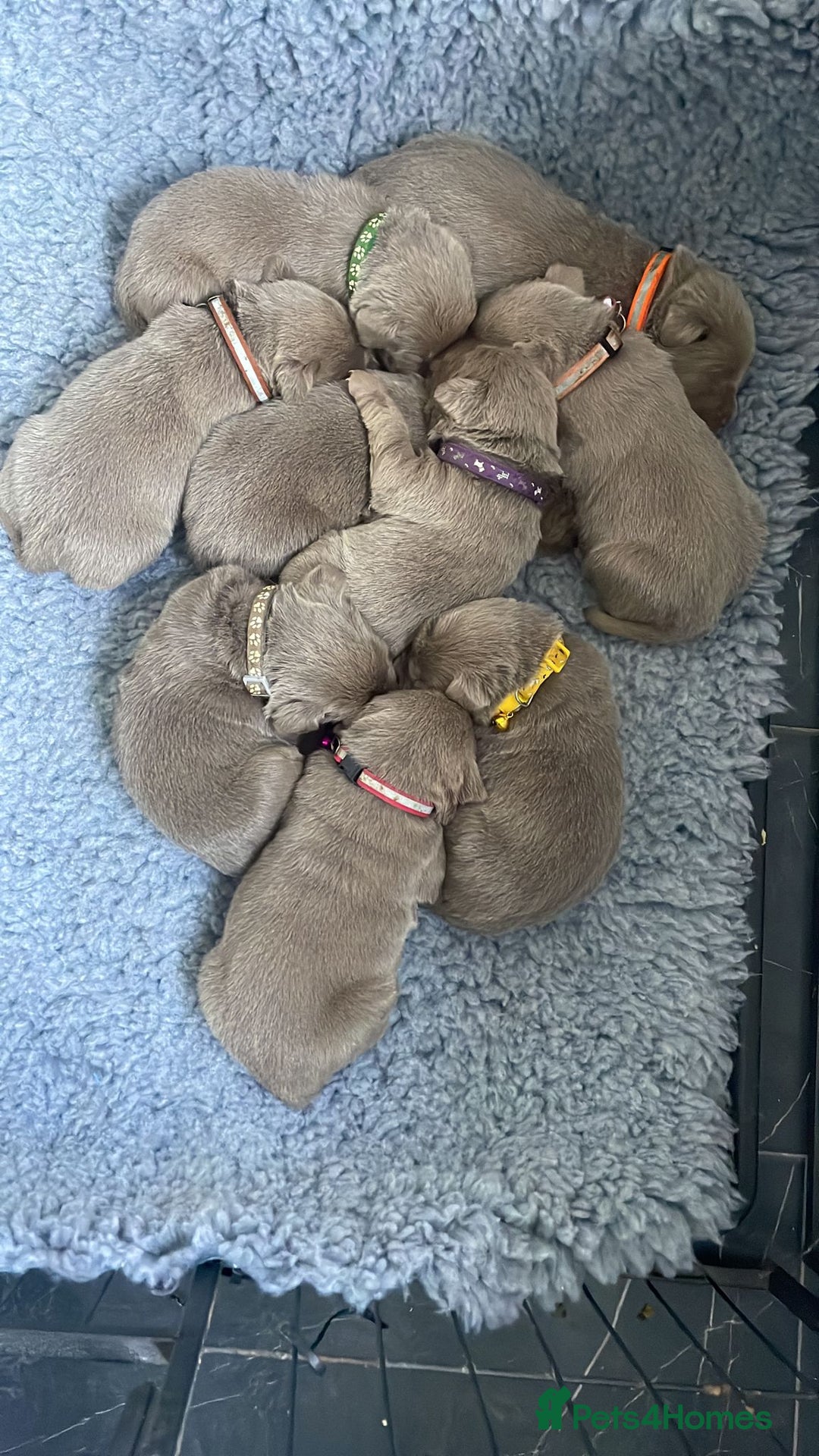 Labrador Retriever dogs for sale: Silver Labrador puppies  - Image 2
