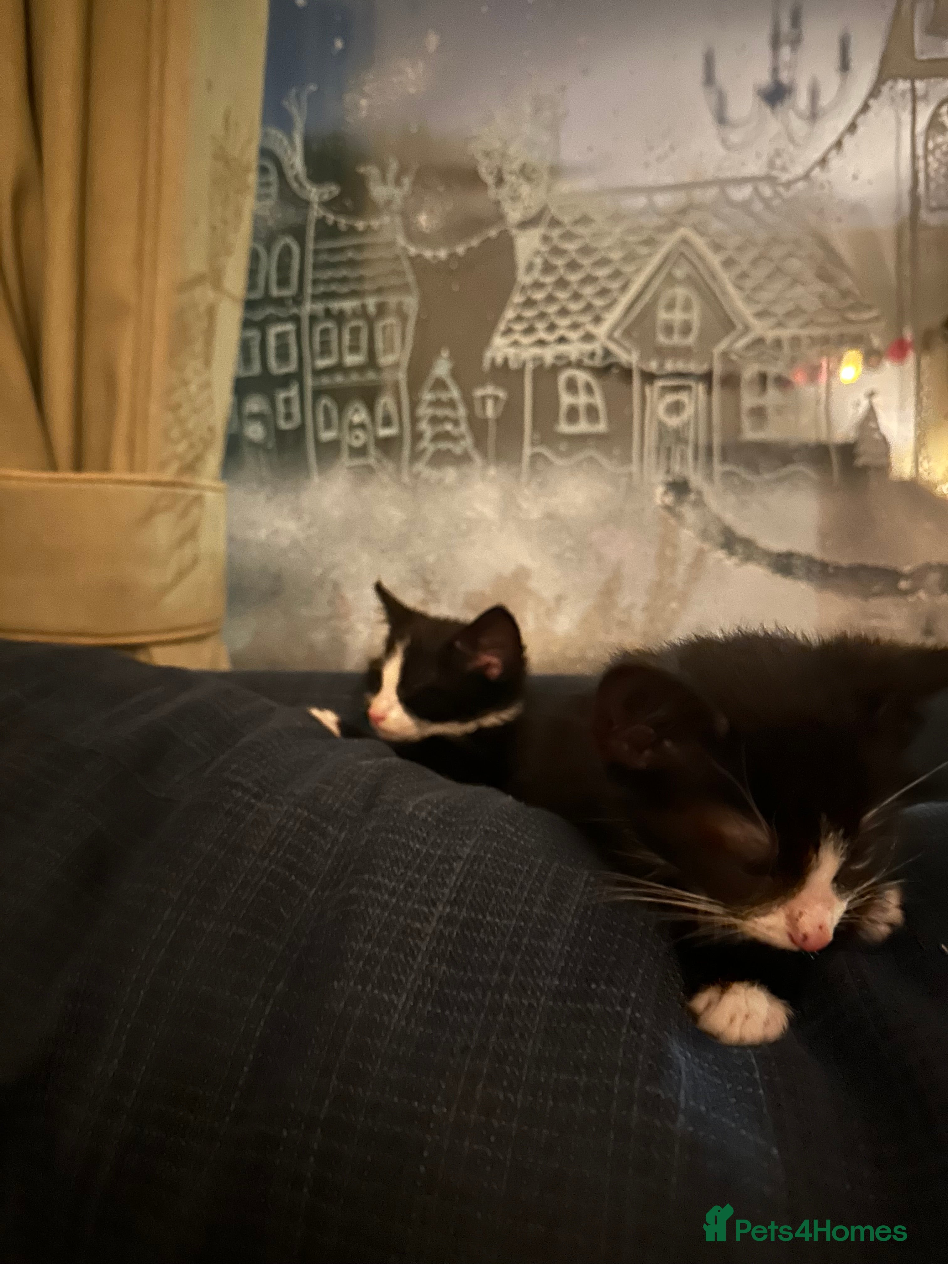 Mixed Breed cats 1 boy left ready now - Advert 14