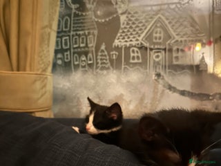 Mixed Breed cats 1 girl left ready now - Advert 2