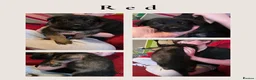 Mixed Breed dogs for sale: GSD/Malinois Crosses - Advert 11