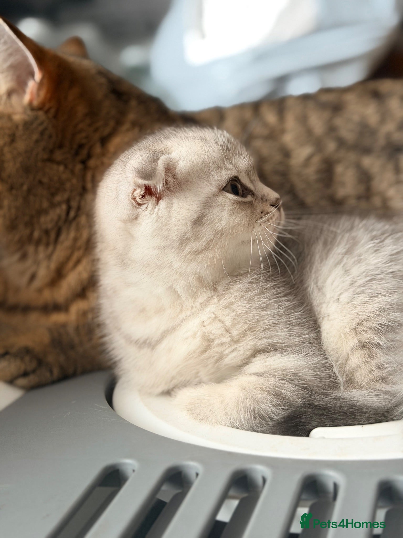 Scottish Fold cats !!! Stunning Scottish fold kittens for sale !!! - Advert 1