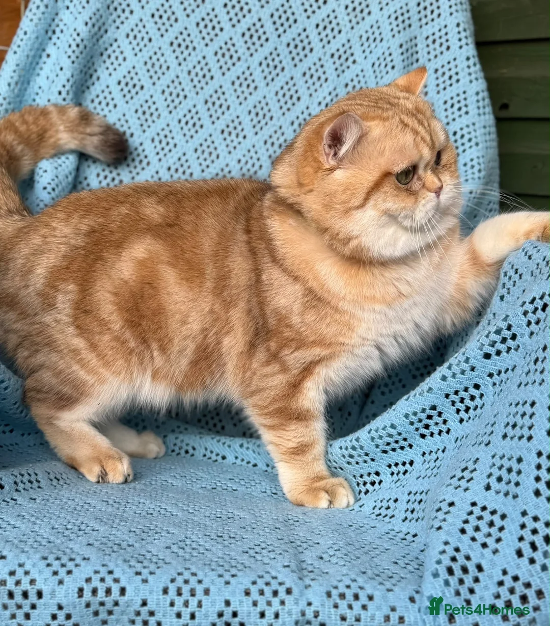 British Shorthair cats for sale: GCCF Gorgeous British Shorthair kittens  - Advert 24