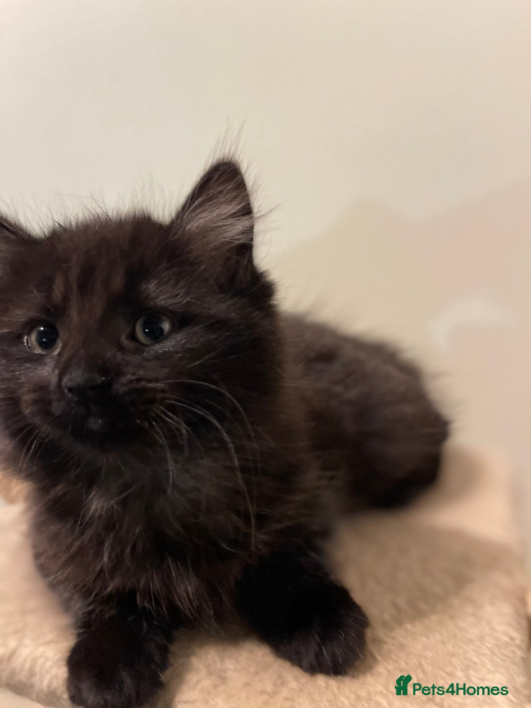 Mixed Breed cats for sale: Black Female kitten  - Advert 3