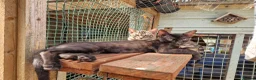Mixed Breed cats for sale: Beautiful 3/4 Bengal, 1/4 Siamese kittens  - Advert 3