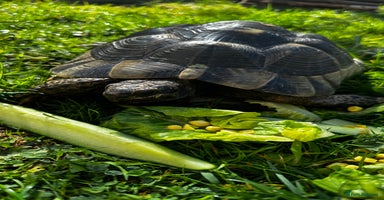 Tortoise reptiles - Advert 12