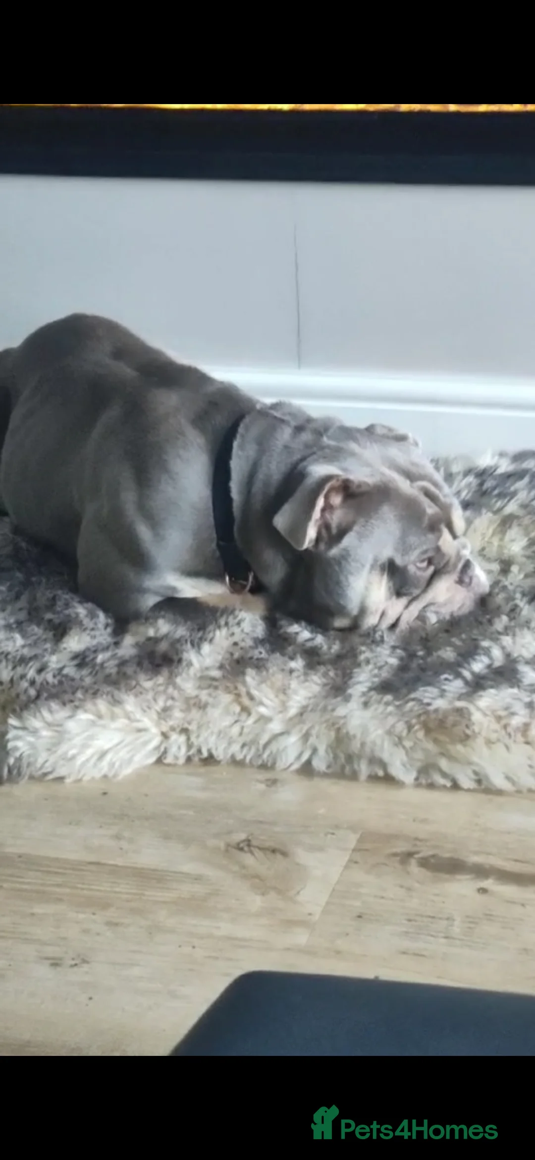 English Bulldog dogs for sale: English bulldog for sale in Bradford - Advert 2