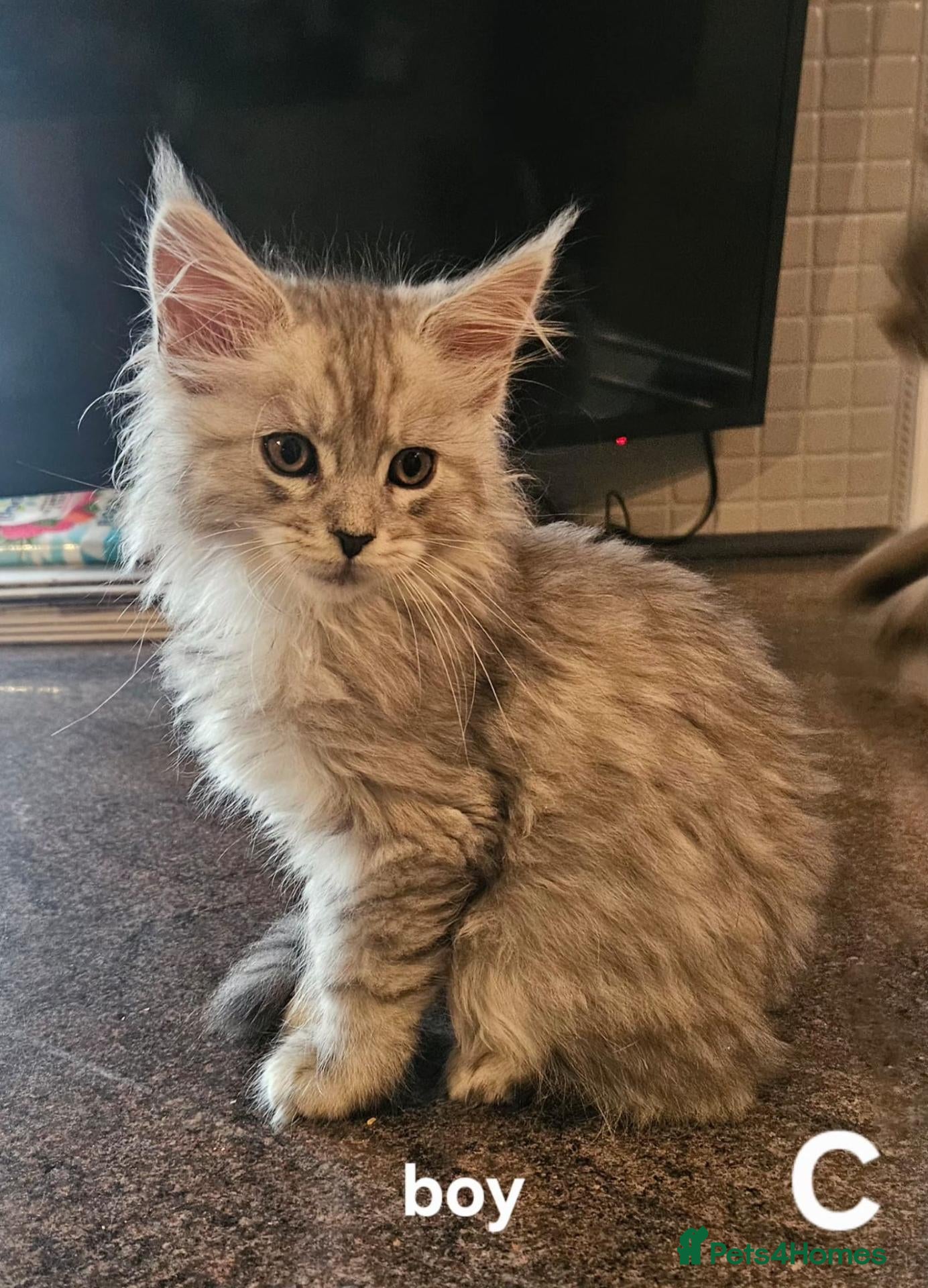 Maine Coon cats Large Maine Coon kittens regd European bloodline - Advert 4