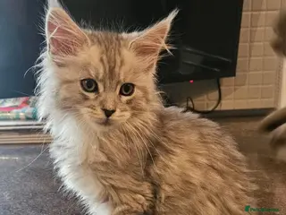 Maine Coon cats Large Maine Coon kittens regd European bloodline - Advert 4