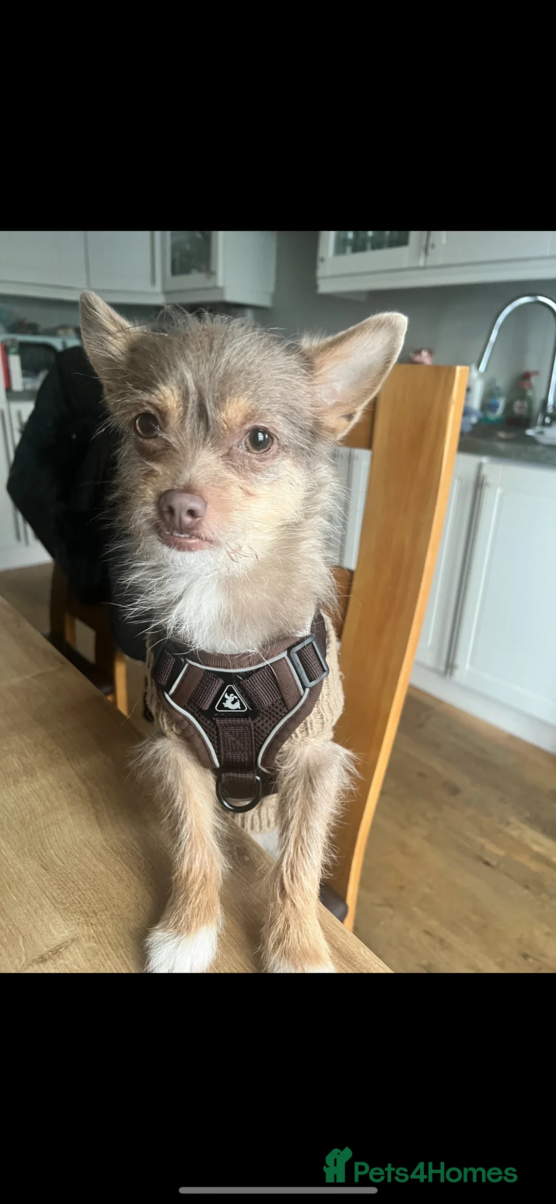 Pomchi dogs for stud: Pomchii for stud - Advert 2