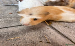 Guinea Pig rodents for sale: Guinea pigs for sale - Image 7