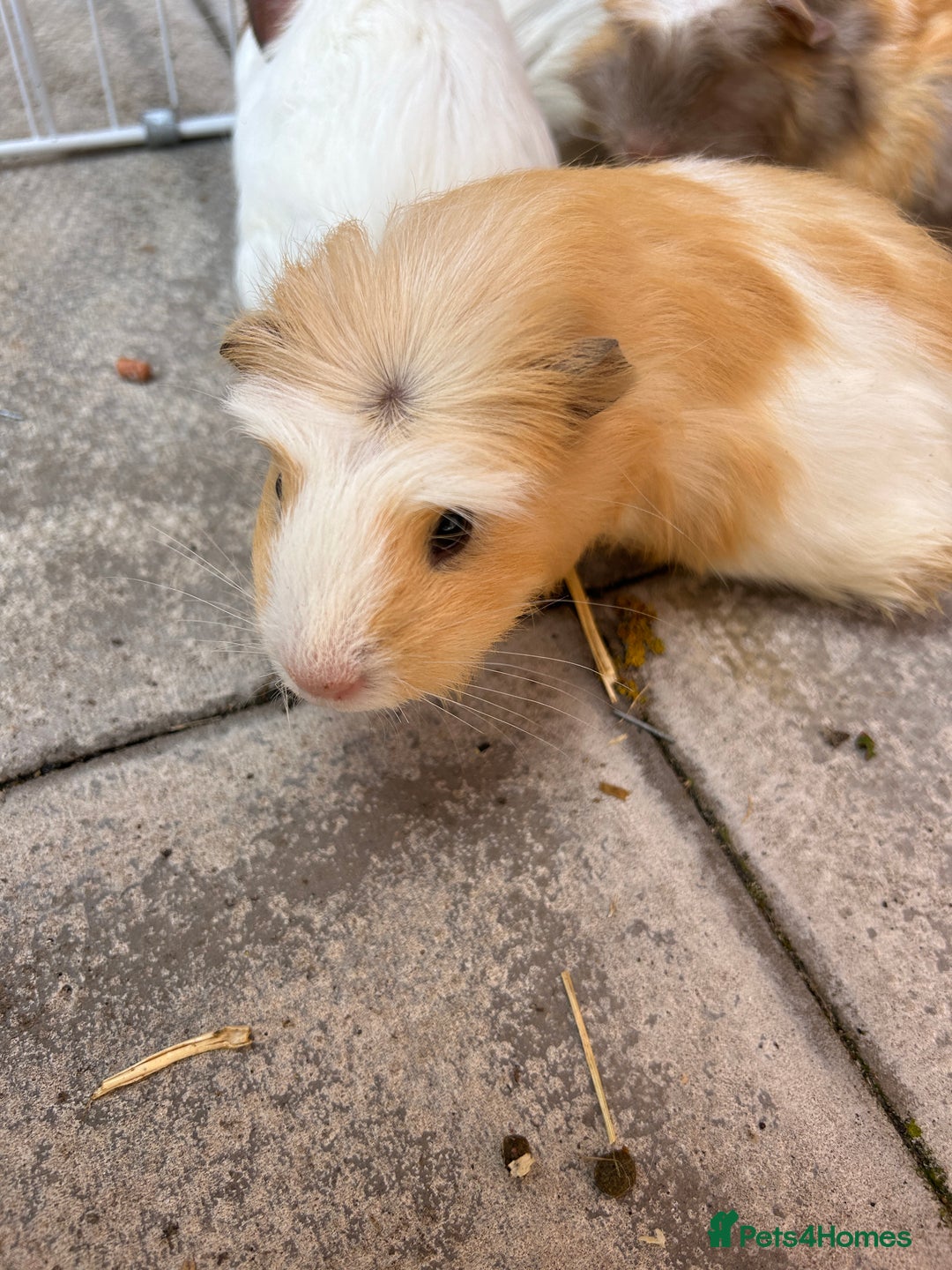 Guinea Pig rodents for sale: Guinea pigs for sale - Image 7