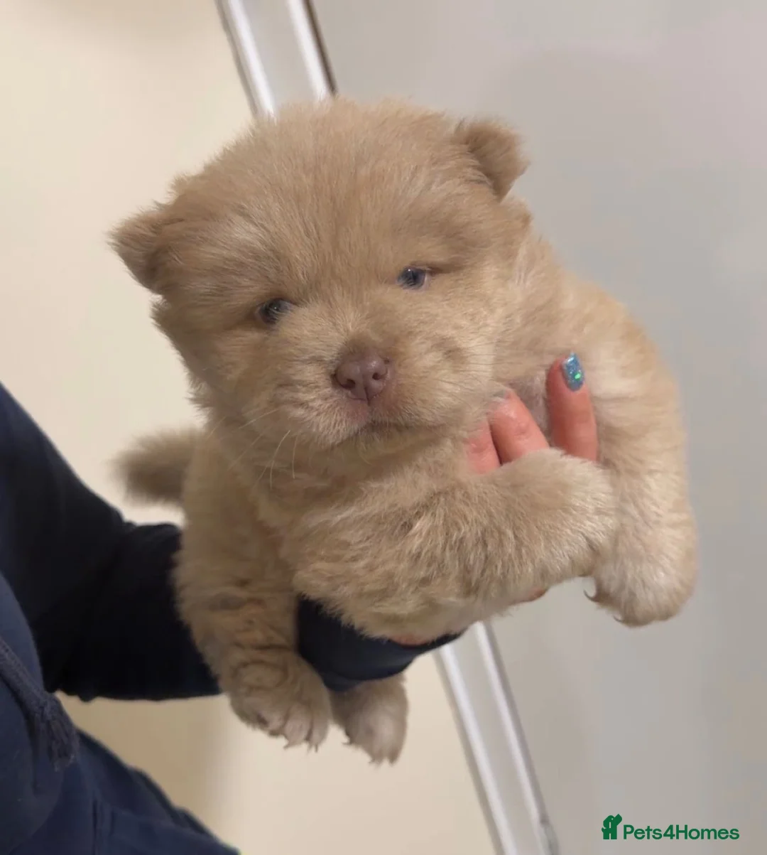 Chow Chow dogs for sale: Teddy Bear Chow Chow Puppies RKC  in Wakefield - Advert 2