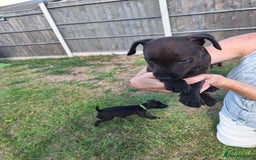 Patterdale Terrier dogs for sale: READY NOW Stunning litter of Patterdale Terriers  - Image 6