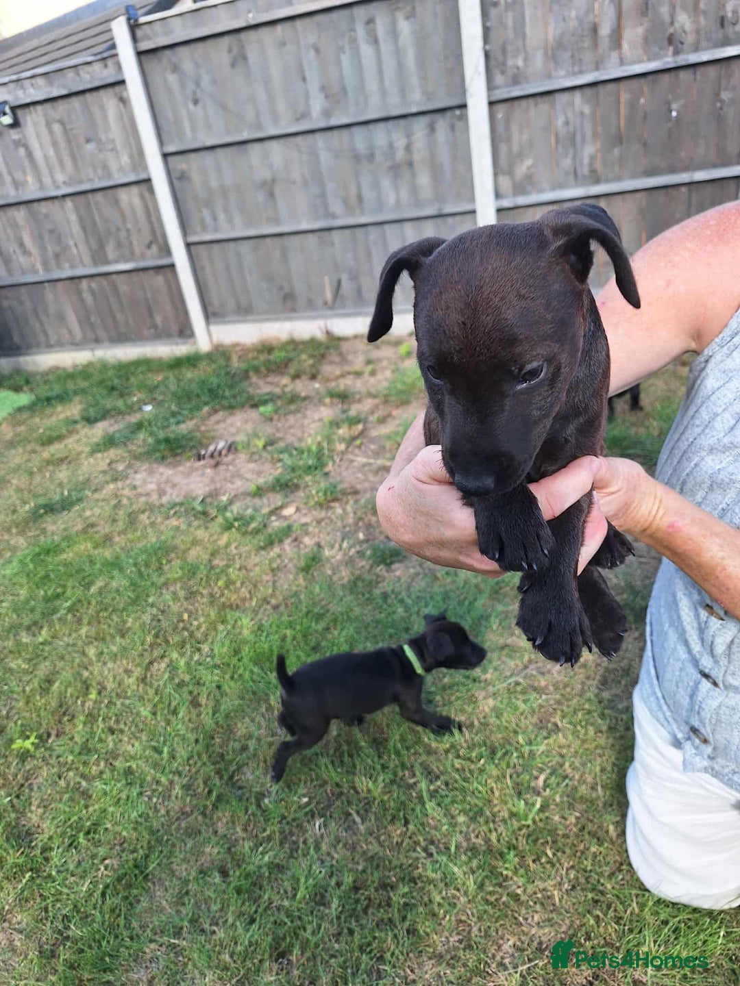 Patterdale Terrier dogs for sale: READY NOW Stunning litter of Patterdale Terriers  - Image 6