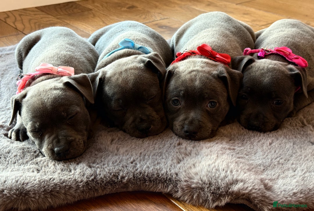 Staffordshire Bull Terrier dogs for sale: Ready for Their Forever Homes Now - Image 2