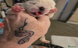 Pug dogs for sale: 1 female panda pug  - Image 6