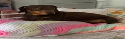 Miniature Dachshund dogs for stud: Miniature short hair dachshund to stud.  in Gateshead - Advert 4