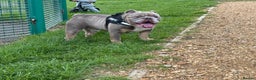 English Bulldog dogs for sale: Male miniature bulldog puppy - Advert 7