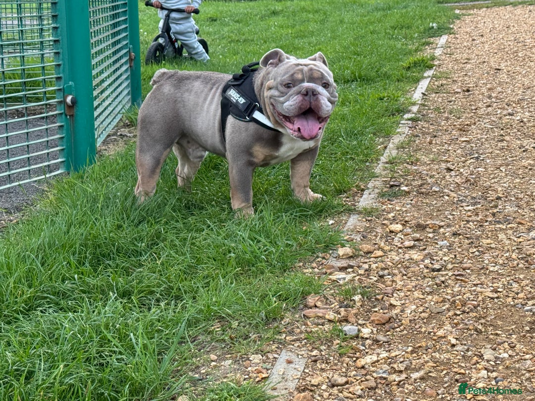 English Bulldog dogs for sale: Male miniature bulldog puppy - Advert 7