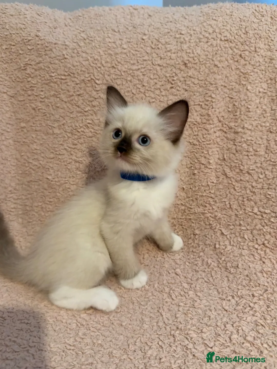 Ragdoll cats for sale: 5 beautiful playful ragdoll kittens - Advert 2