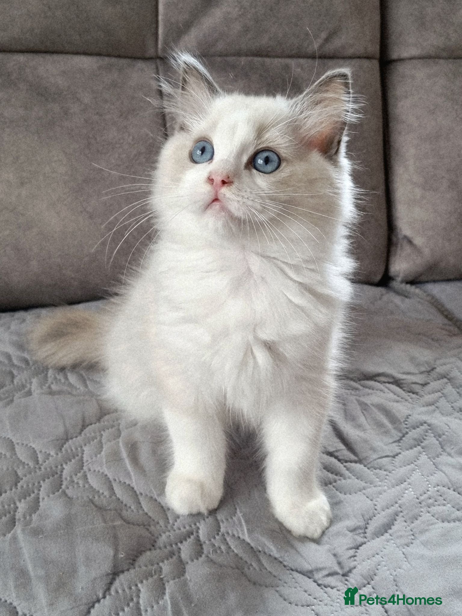 Ragdoll cats TICA registered ragdoll kittens  - Advert 1