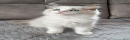 Ragdoll cats for sale: TICA registered ragdoll kittens  - Advert 1