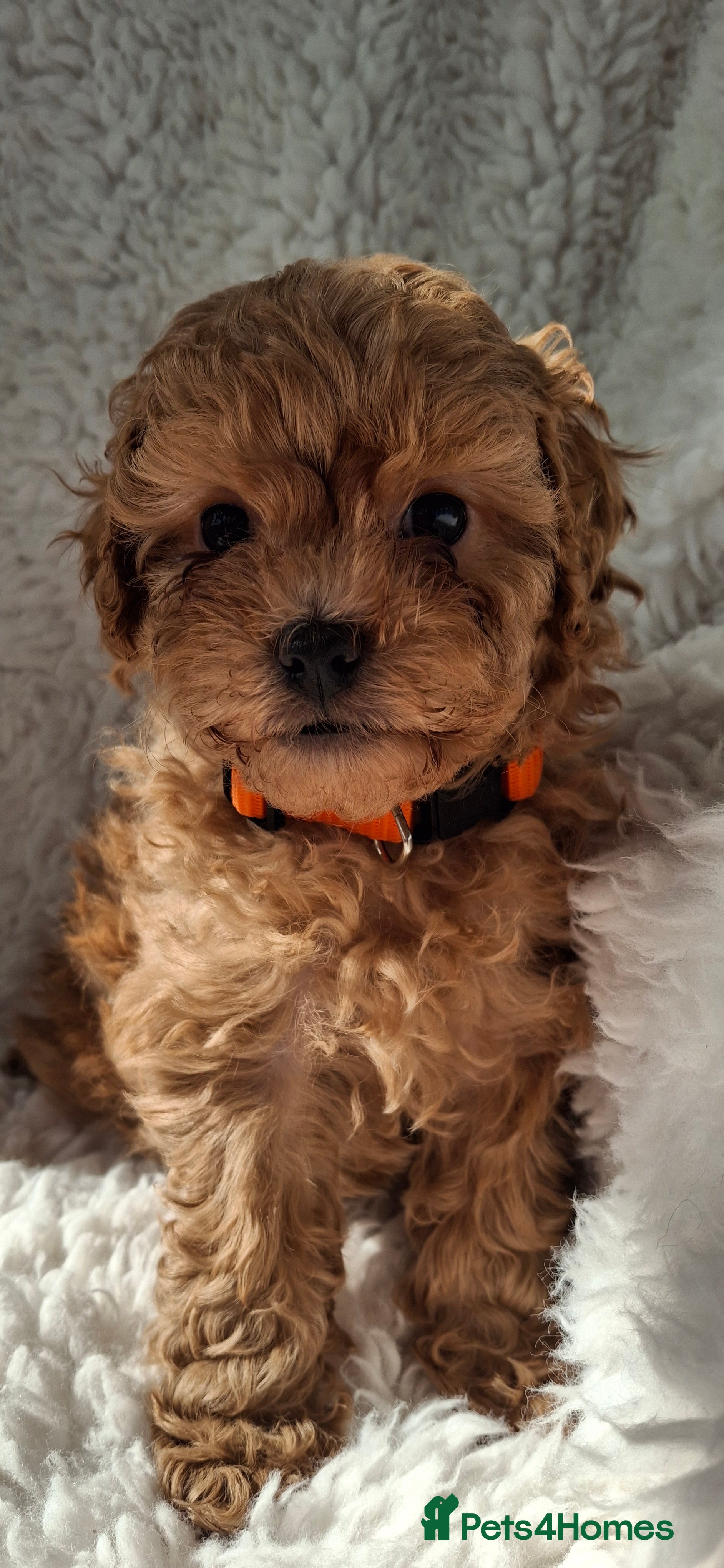 Maltipoo dogs Six beautiful Maltipoo puppies - Advert 2