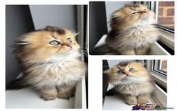 Scottish Fold cats for stud: Inter-champion SFLH straight male stud only  - Image 13