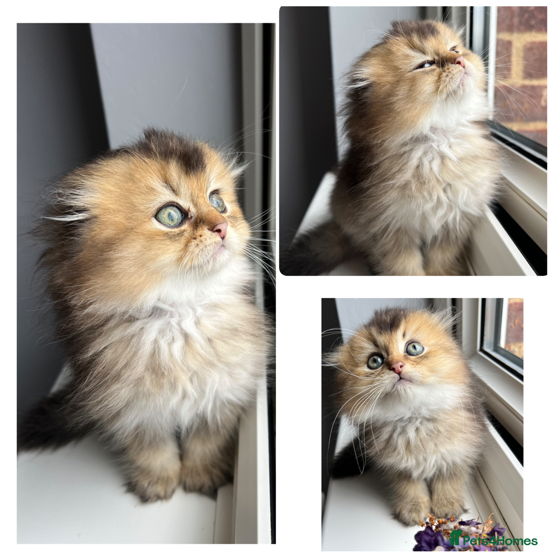 Scottish Fold cats for stud: Inter-champion SFLH straight male stud only  - Image 13