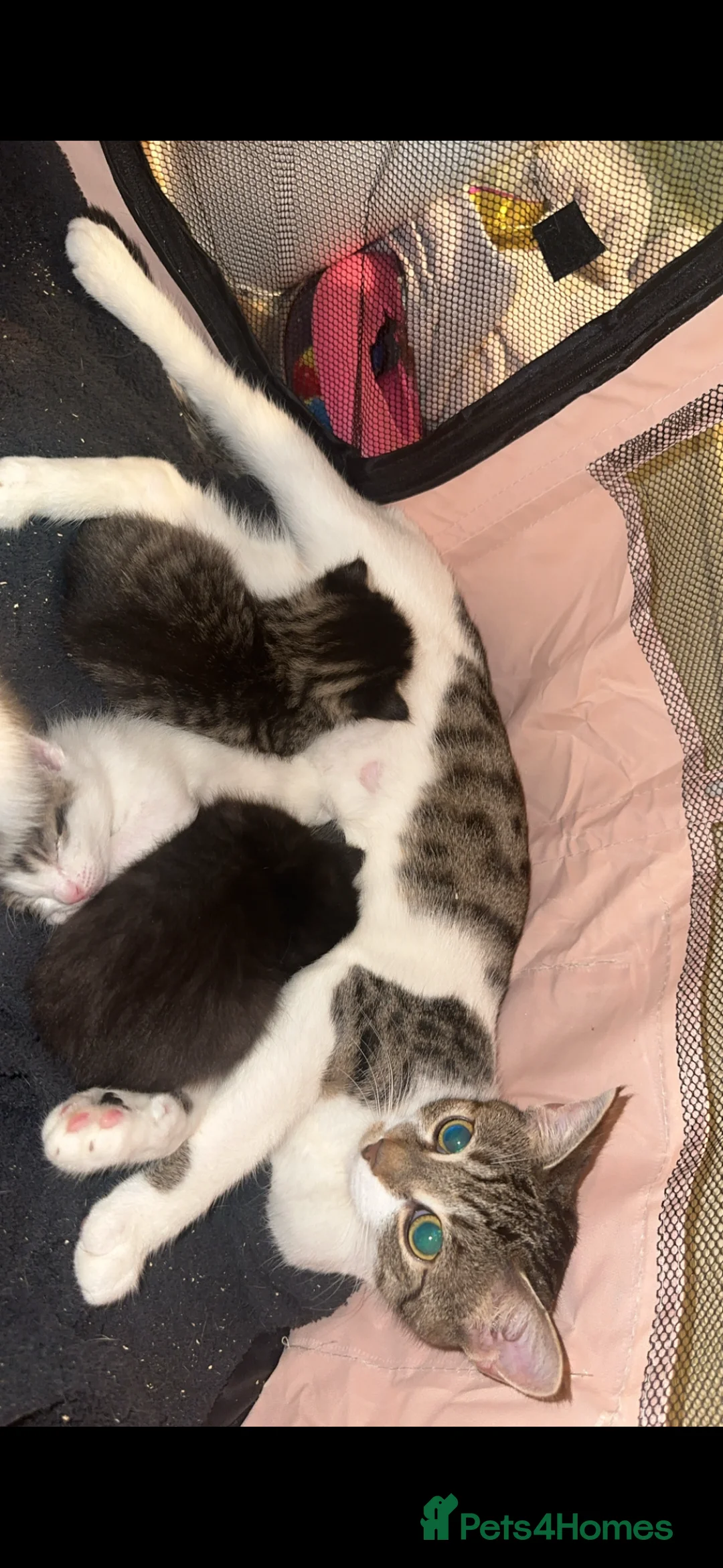 Domestic Shorthair cats for sale: LAST GIRL LOOKING FOR FOREVER HOME🌸🩷 - Advert 2